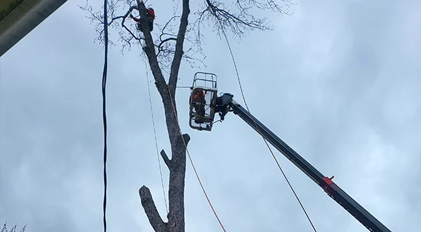 Tree Services