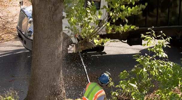 Tree Trimming