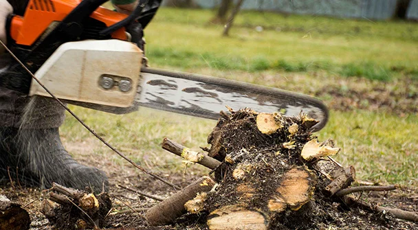 Tree Removal