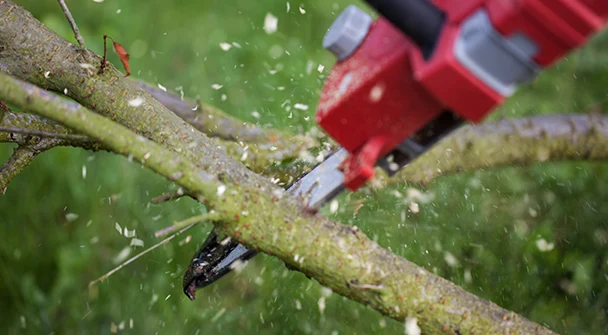 Tree Cutting